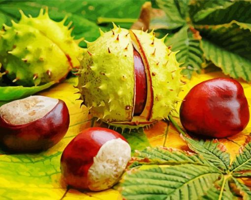 Ohio Buckeye Nuts paint by numbers