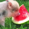 Aesthetic Pig Eating Watermelon paint by numbers