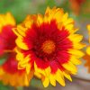 Red And Yellow Wildflowers paint by numbers