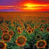 Sunflowers Sunset paint by numbers