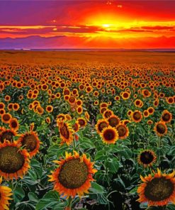 Sunflowers Sunset paint by numbers