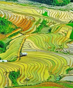 Terrace Farming Landscape paint by numbers