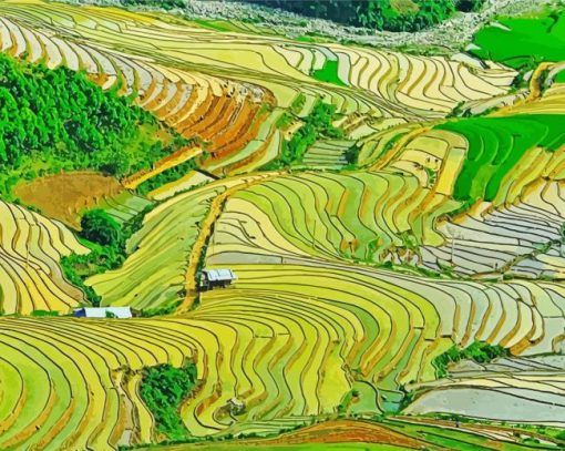 Terrace Farming Landscape paint by numbers