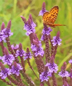 Vervain Purple Flowers paint by numbers