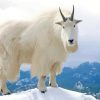 White Mountain Goat paint by numbers