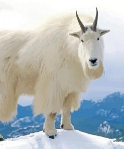 White Mountain Goat paint by numbers