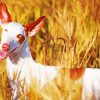 White Podenco Dog paint by numbers