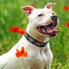 White Staffy Dog paint by numbers