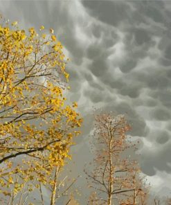 Yellow Trees And Grey Sky paint by numbers