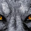 Yellow Wolf Eyes paint by numbers