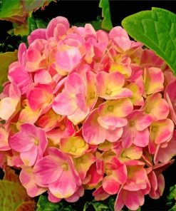 Yellow And Pink Hydrangeas paint by numbers