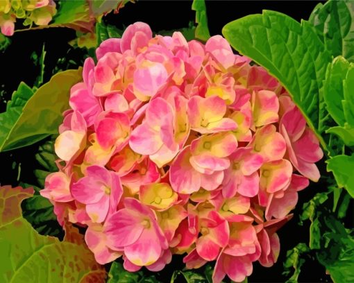 Yellow And Pink Hydrangeas paint by numbers