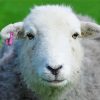 Adorable Herdwick Sheep paint by numbers