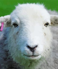 Adorable Herdwick Sheep paint by numbers