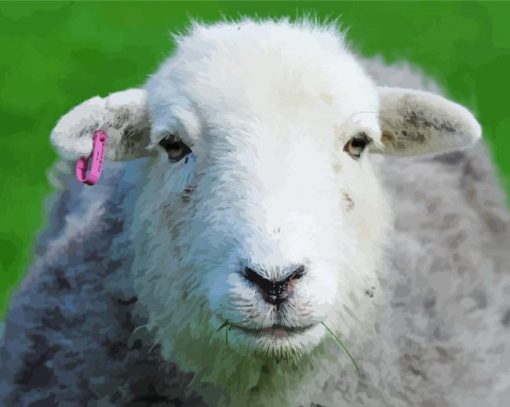 Adorable Herdwick Sheep paint by numbers