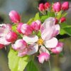 Aesthetic Apple Blossom Illustration paint by numbers