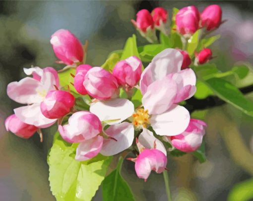 Aesthetic Apple Blossom Illustration paint by numbers