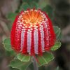 Aesthetic Banksia paint by numbers