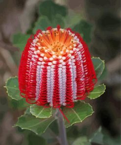 Aesthetic Banksia paint by numbers