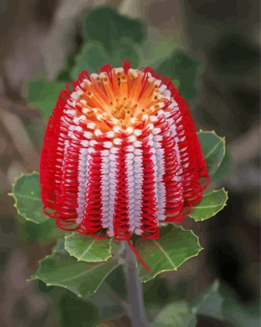 Aesthetic Banksia paint by numbers