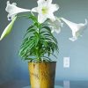 Aesthetic Easter Lilies paint by numbers