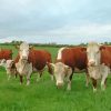 Aesthetic Hereford Cows paint by numbers