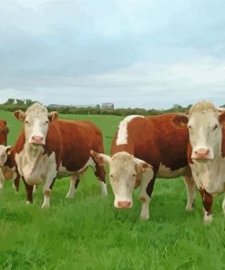 Aesthetic Hereford Cows paint by numbers