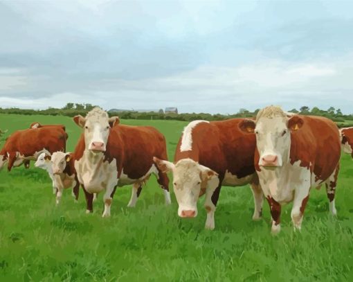 Aesthetic Hereford Cows paint by numbers