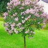 Aesthetic Lilac Tree paint by numbers