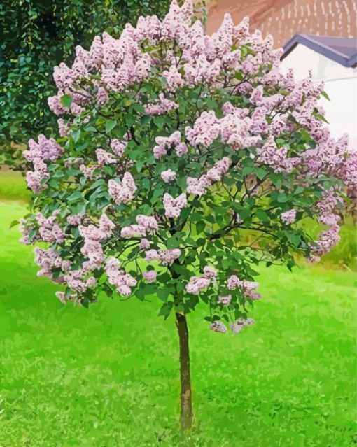 Aesthetic Lilac Tree paint by numbers