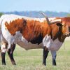 Aesthetic Long Horn Cattle paint by numbers