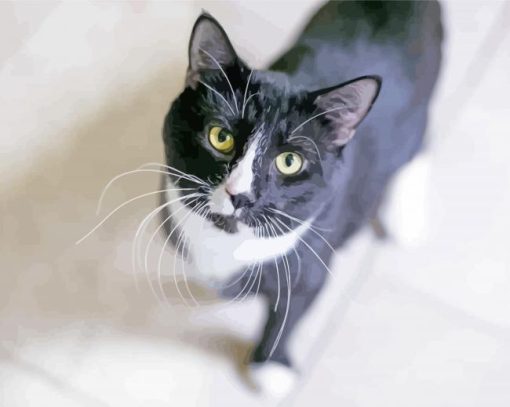 Aesthetic Tuxedo Cat paint by numbers