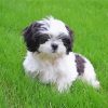 Aesthetic Black And White Shihtzu paint by numbers