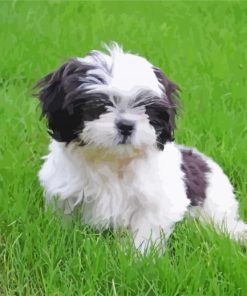 Aesthetic Black And White Shihtzu paint by numbers