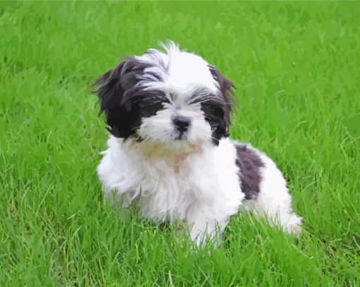 Aesthetic Black And White Shihtzu paint by numbers