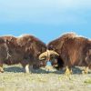 Aesthetic Muskox Northwestern Animals paint by numbers