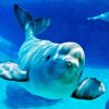 Baby Beluga Whale paint by numbers