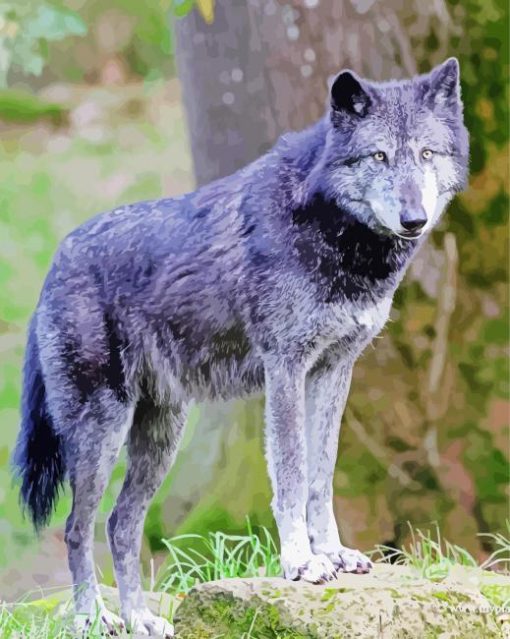 Black Eastern Wolf paint by numbers