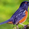 Black Towhee Bird paint by numbers