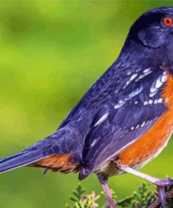 Black Towhee Bird paint by numbers