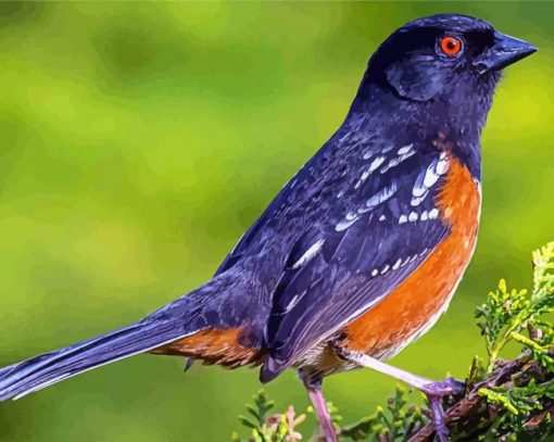 Black Towhee Bird paint by numbers