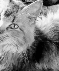 Black And White Norwegian Cat paint by numbers