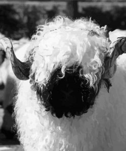 Black And White Valais Black nose paint by numbers