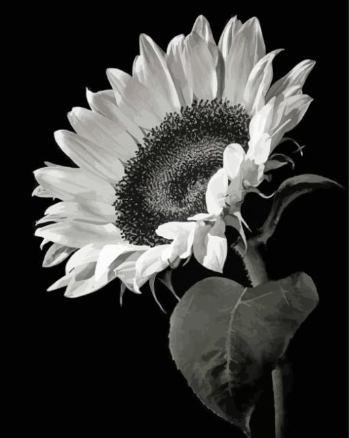 Black And White Flower Illustration paint by numbers