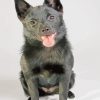 Black Schipperke Dog paint by numbers