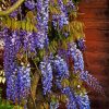 Blue Wisteria Plant paint by numbers