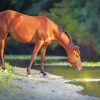 Brown Horse By Water paint by numbers