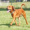 Brown Red Tick Coonhound paint by numbers