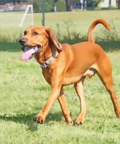 Brown Red Tick Coonhound paint by numbers