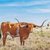 Brown Texas Longhorns paint by numbers